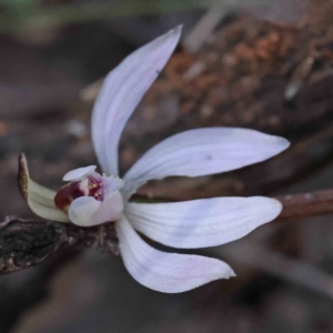 Caladenia fuscata at O'Connor, ACT - 5 Sep 2023