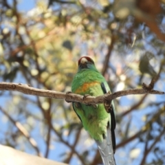 Barnardius zonarius (Australian Ringneck) at Louth, NSW - 31 Aug 2023 by SimoneC