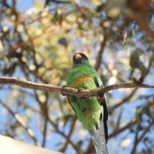 Barnardius zonarius at Louth, NSW - 31 Aug 2023