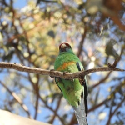 Barnardius zonarius (Australian Ringneck) at Louth, NSW - 31 Aug 2023 by SimoneC