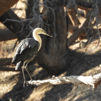 Ardea pacifica (White-necked Heron) at Louth, NSW - 31 Aug 2023 by SimoneC