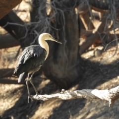 Ardea pacifica (White-necked Heron) at Louth, NSW - 30 Aug 2023 by SimoneC