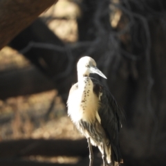 Ardea pacifica at Louth, NSW - 31 Aug 2023