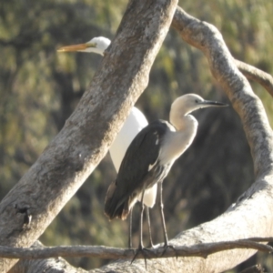 Ardea pacifica at Louth, NSW - 31 Aug 2023