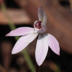 Caladenia fuscata (Dusky Fingers) at O'Connor, ACT - 5 Sep 2023 by ConBoekel