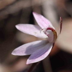 Caladenia fuscata at O'Connor, ACT - 5 Sep 2023