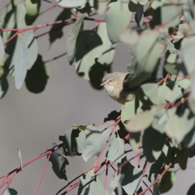 Smicrornis brevirostris (Weebill) at Namadgi National Park - 4 Sep 2023 by richardm