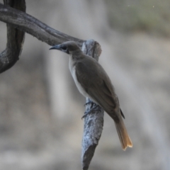 Philemon citreogularis (Little Friarbird) at Louth, NSW - 30 Aug 2023 by SimoneC