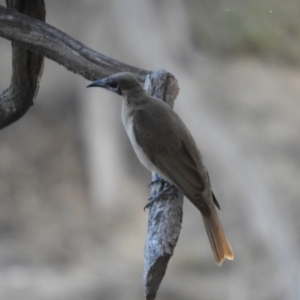 Philemon citreogularis at Louth, NSW - 30 Aug 2023 05:26 PM