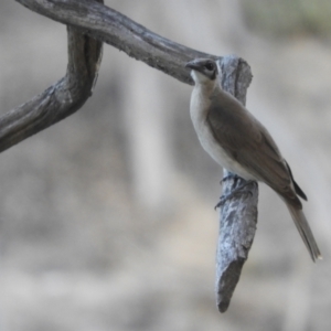 Philemon citreogularis at Louth, NSW - 30 Aug 2023