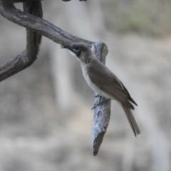 Philemon citreogularis at Louth, NSW - 30 Aug 2023 05:26 PM