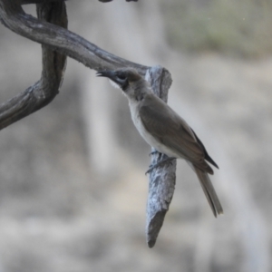 Philemon citreogularis at Louth, NSW - 30 Aug 2023