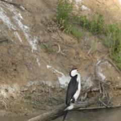 Microcarbo melanoleucos (Little Pied Cormorant) at Louth, NSW - 30 Aug 2023 by SimoneC