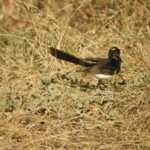 Rhipidura leucophrys at Louth, NSW - 30 Aug 2023