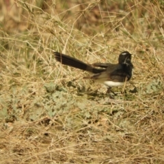 Rhipidura leucophrys (Willie Wagtail) at Louth, NSW - 30 Aug 2023 by SimoneC