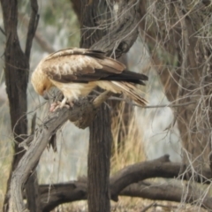 Haliastur sphenurus (Whistling Kite) at Louth, NSW - 30 Aug 2023 by SimoneC
