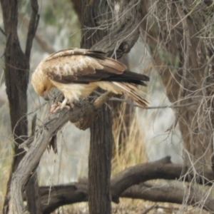 Haliastur sphenurus at Louth, NSW - 30 Aug 2023