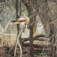 Haliastur sphenurus at Louth, NSW - 30 Aug 2023