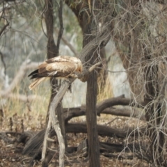 Haliastur sphenurus at Louth, NSW - 30 Aug 2023 03:58 PM