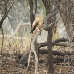Haliastur sphenurus at Louth, NSW - 30 Aug 2023