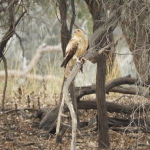 Haliastur sphenurus at Louth, NSW - 30 Aug 2023