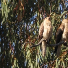 Haliastur sphenurus at Louth, NSW - 30 Aug 2023