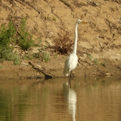 Ardea alba (Great Egret) at Louth, NSW - 31 Aug 2023 by SimoneC