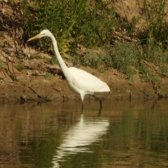 Ardea alba at Louth, NSW - 31 Aug 2023