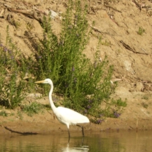 Ardea alba at Louth, NSW - 31 Aug 2023