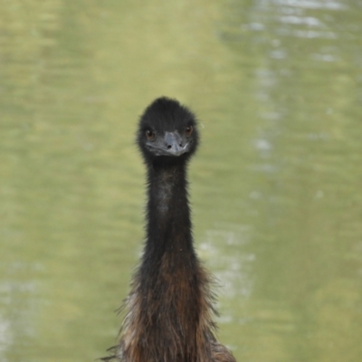 Dromaius novaehollandiae (Emu) at Louth, NSW - 30 Aug 2023 by SimoneC