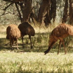 Dromaius novaehollandiae at Louth, NSW - 30 Aug 2023