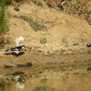 Grallina cyanoleuca at Louth, NSW - 30 Aug 2023