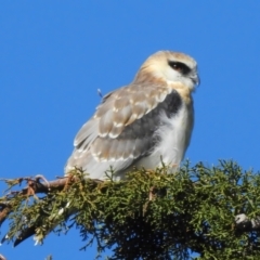 Elanus axillaris (Black-shouldered Kite) at Jerrabomberra Wetlands - 4 Sep 2023 by JohnBundock