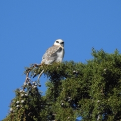 Elanus axillaris at Fyshwick, ACT - 5 Sep 2023 09:46 AM