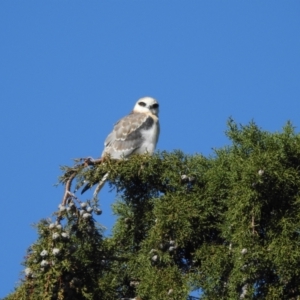 Elanus axillaris at Fyshwick, ACT - 5 Sep 2023 09:46 AM