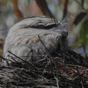 Podargus strigoides at Fyshwick, ACT - 5 Sep 2023