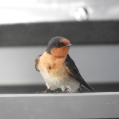Hirundo neoxena (Welcome Swallow) at Louth, NSW - 30 Aug 2023 by SimoneC
