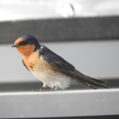 Hirundo neoxena at Louth, NSW - 30 Aug 2023 03:08 PM