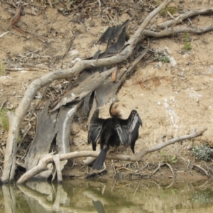 Anhinga novaehollandiae at Louth, NSW - 30 Aug 2023 02:52 PM