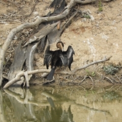 Anhinga novaehollandiae at Louth, NSW - 30 Aug 2023