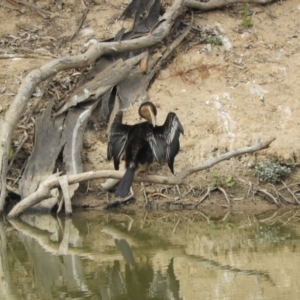 Anhinga novaehollandiae at Louth, NSW - 30 Aug 2023