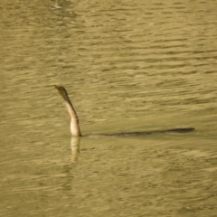 Anhinga novaehollandiae at Louth, NSW - 30 Aug 2023