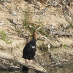 Anhinga novaehollandiae at Louth, NSW - 30 Aug 2023