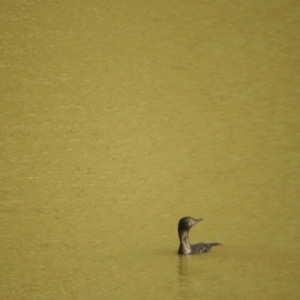 Phalacrocorax sulcirostris at Louth, NSW - 30 Aug 2023 04:57 PM