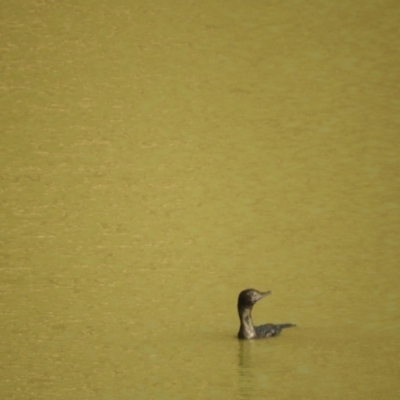 Phalacrocorax sulcirostris (Little Black Cormorant) at Louth, NSW - 30 Aug 2023 by SimoneC