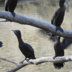 Phalacrocorax sulcirostris at Louth, NSW - 30 Aug 2023 04:57 PM