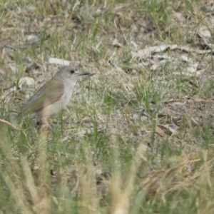 Colluricincla harmonica at Louth, NSW - 30 Aug 2023