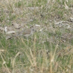 Colluricincla harmonica at Louth, NSW - 30 Aug 2023 02:30 PM