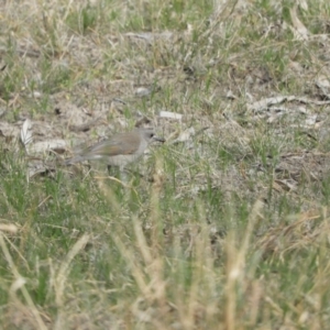 Colluricincla harmonica at Louth, NSW - 30 Aug 2023 02:30 PM