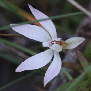 Caladenia fuscata at O'Connor, ACT - 5 Sep 2023